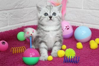 Плюшевые котята