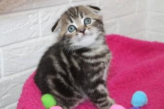 Плюшевые тигрята котята