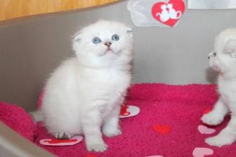 Плюшевые котята
