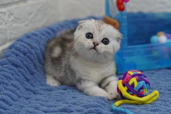 Плюшевые котята
