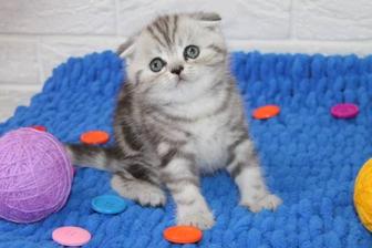 Плюшевые котята