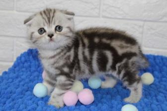 Плюшевые котята