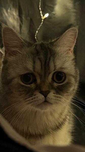 Кошка шотландская
