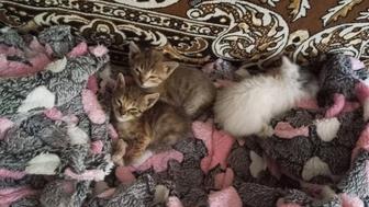 Котята ищут дом кушают сырое мясо молоко