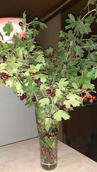 Дрова карагача- пни
