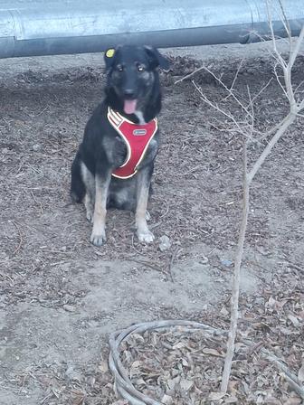 Собачка щенок 7 месяцев