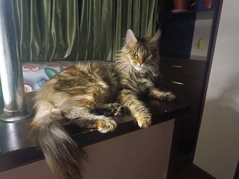 Вязка кошки