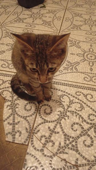 Кошки