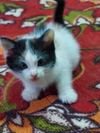 Отдам котенка бесплатно