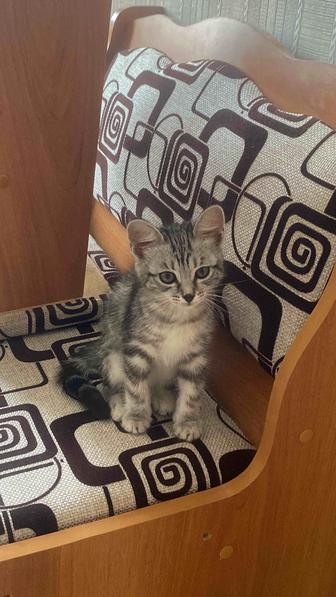 Отдам котенка в хорошие руки