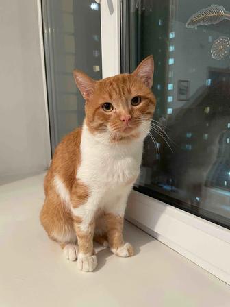 Отдам рыжего котика