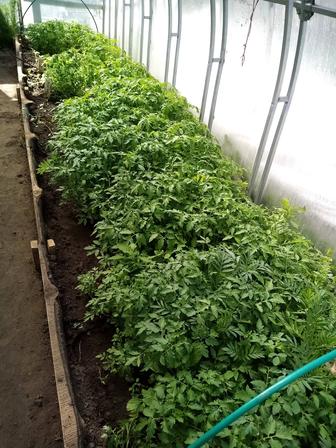 Продажа саженцы помидор