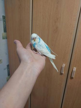 Чех попугай пара