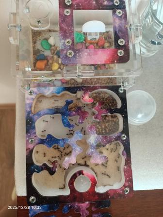 Продам муравьиную ферму