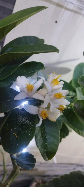 Плодоносящий лимон