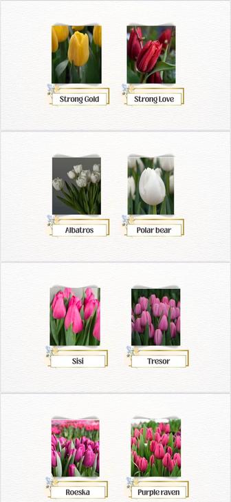 СВЕЖИЕ ГОЛЛАНДСКИЕ ТЮЛЬПАНЫ ОПТОМ И В РОЗНИЦУ!