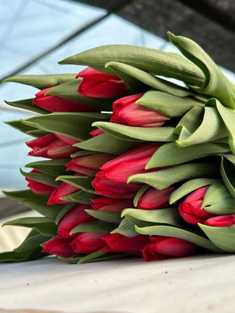 ПРОДАЖА/РАННЕЕ бронирование тюльпана на 8 МАРТА