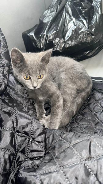Отдам котенка в добрые руки