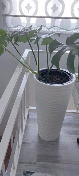 Комнатный цветы