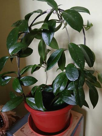 Комнатный цветок