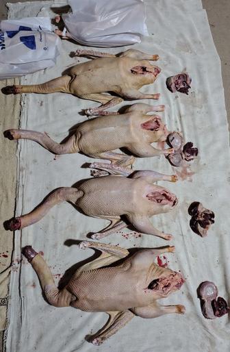 Гусь домашний