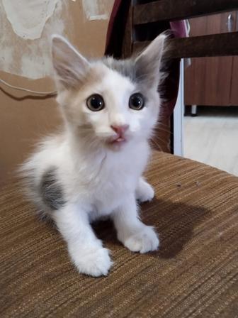 Котенок в ответственные руки