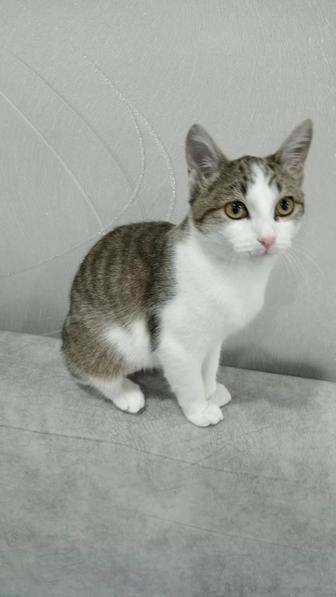Кошечка подросток стерилизованна