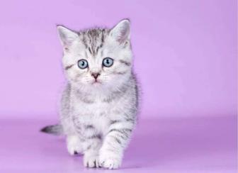 Шотландские плюшевые малыши