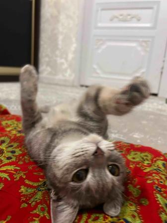 Продам породистую кошку. Здоровая, ухоженная, ласковая.Все подробности в лч