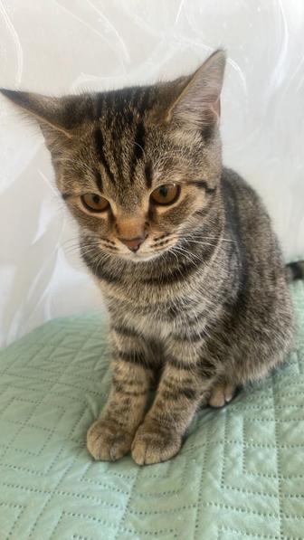 Котенок мать вислоухая, шотландской породы