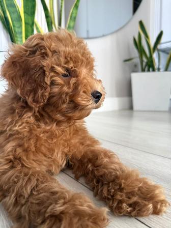 Продается щенок Той пуделя