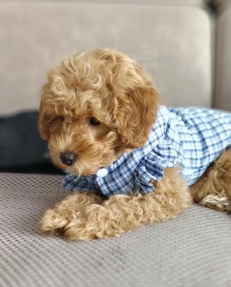 Продается щенок Той пуделя-девочка