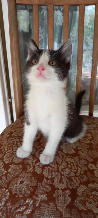 Отдам котенка бесплатно