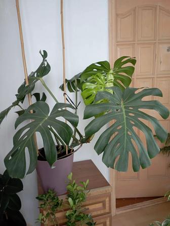 Комнатные растения