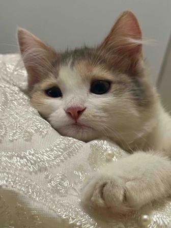 отдам котенка в добрые руки