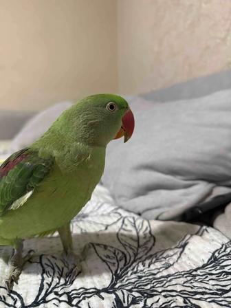 Продается Александрийский попугай
