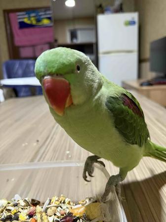 Продается Александрийский попугай