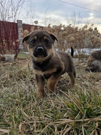 Ищу щенку девочке дом