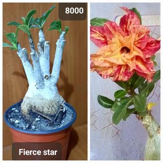 Адениумы махровые, цветущие.