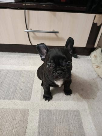Щенки французского бульдога