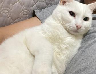 Отдам кота в добрые руки