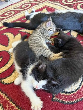 Кошки