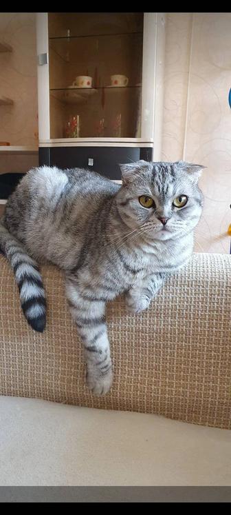 Шотландская вислоухая кошечка