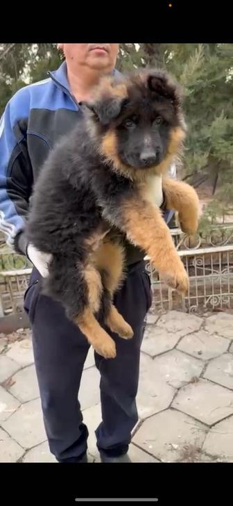 Чистокровные щенки немецкой овчарки