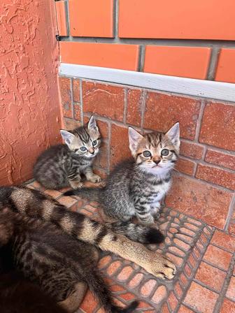 Отдам котят