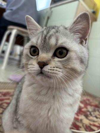 Отдам бесплатно шотландского котенка 6 мес