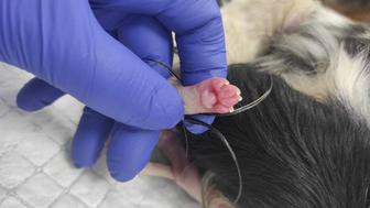 Услуги ветеринарного врача