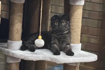 Котенок шотландский вислоухий девочка