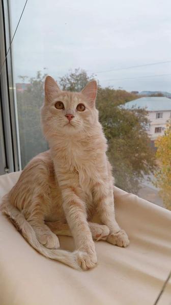 Котик в добрые руки