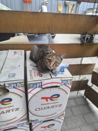 Котел